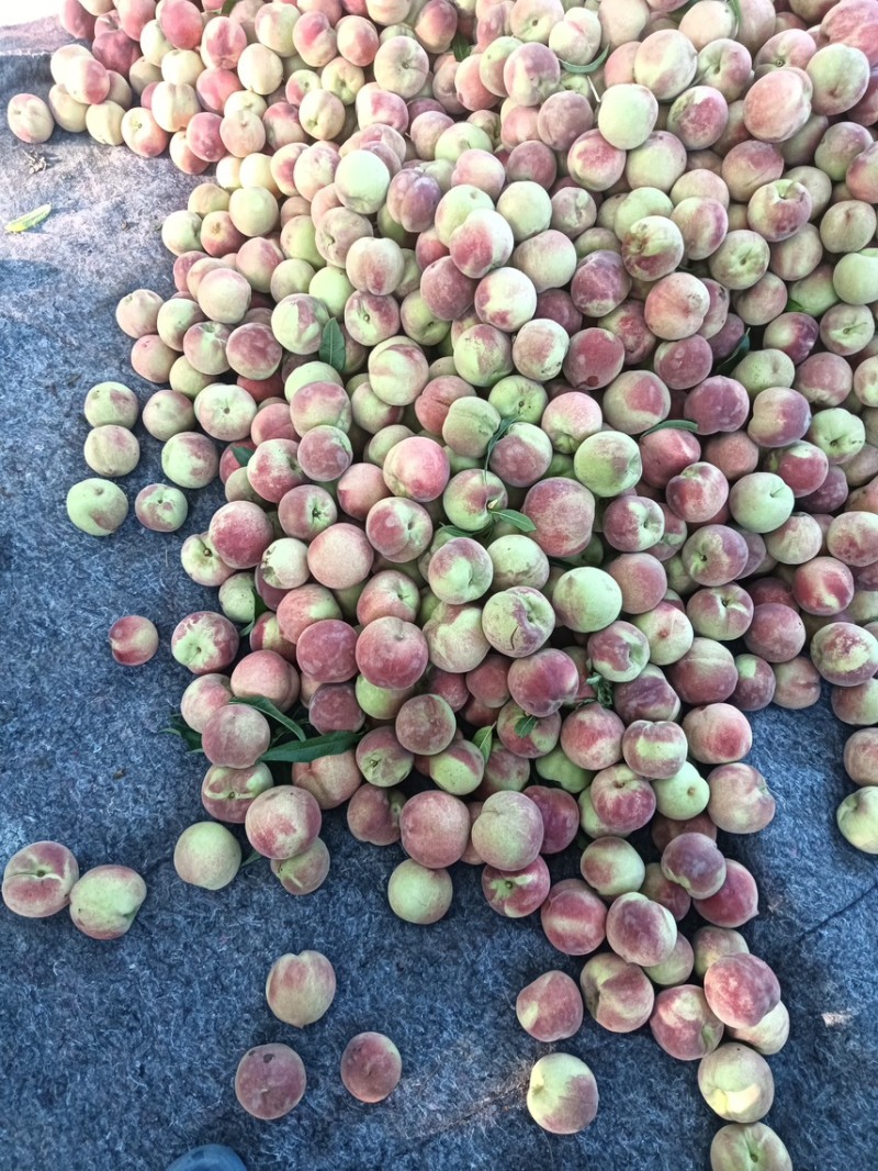 青州全红蜜桃大量上市脆甜离核！对接电商平台市场一件代发