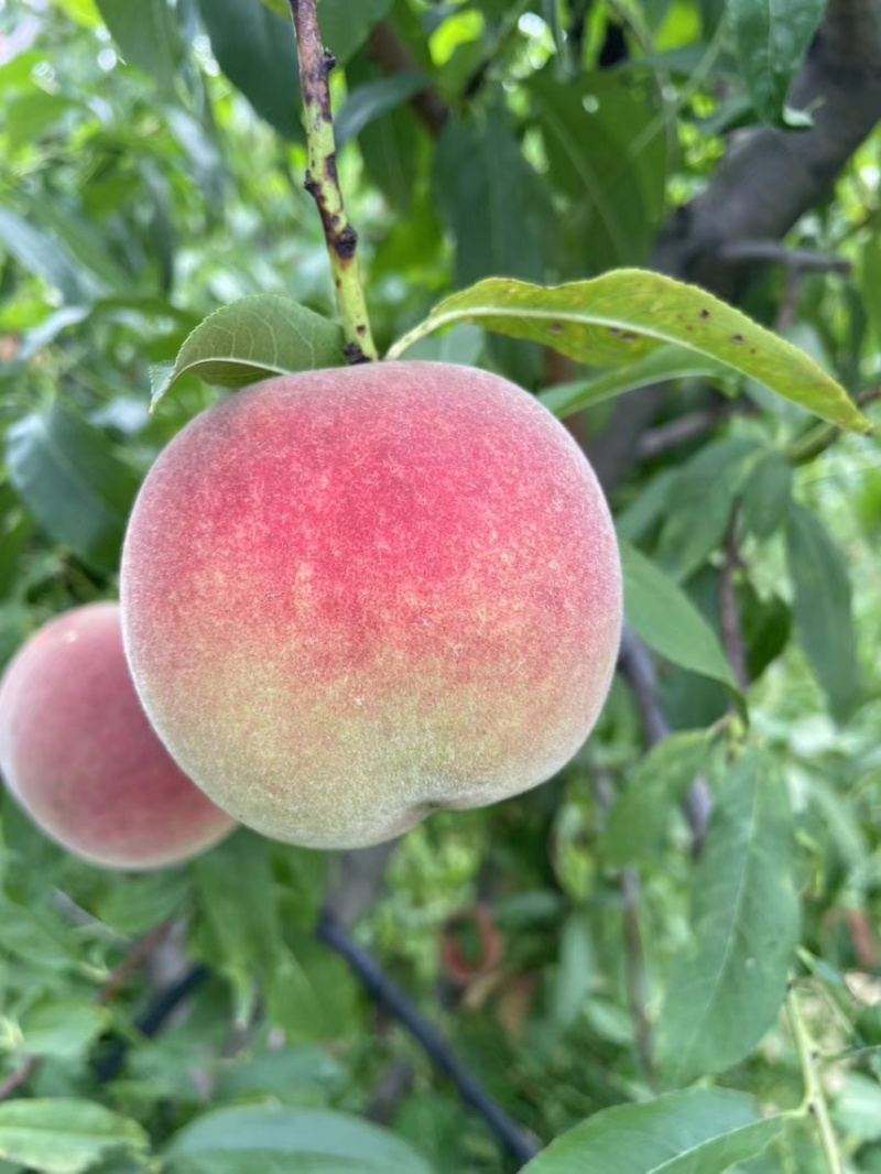 青州全红蜜桃大量上市脆甜离核！对接电商平台市场一件代发