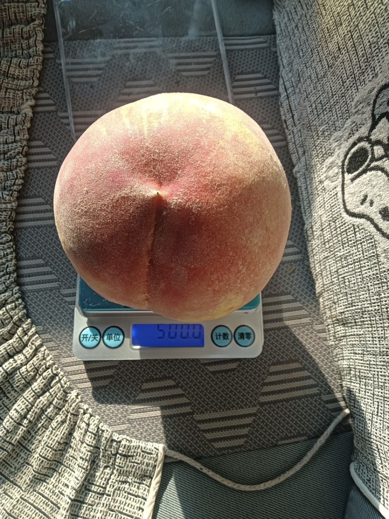 青州全红蜜桃大量上市脆甜离核！对接电商平台市场一件代发