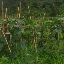 高山黑皮冬瓜