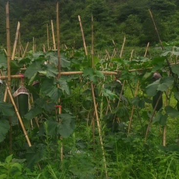 高山黑皮冬瓜