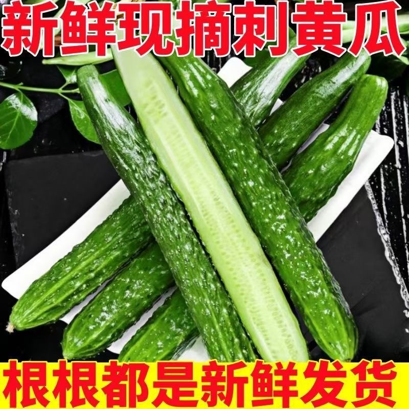 南通本地密刺黄瓜长黄瓜大棚黄瓜青瓤黄瓜新鲜黄瓜