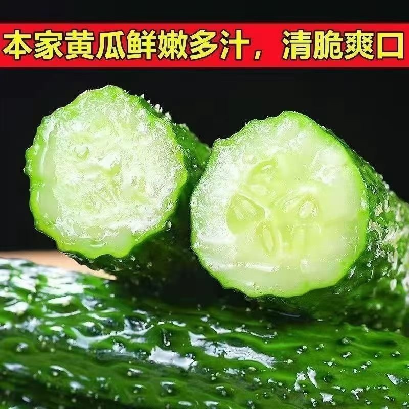 南通本地密刺黄瓜长黄瓜大棚黄瓜青瓤黄瓜新鲜黄瓜