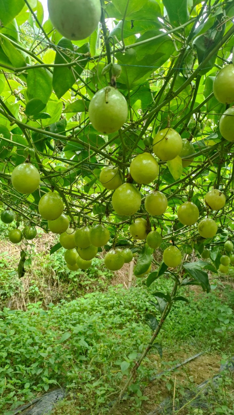 贵州黄金百香果，批发零售，量大从优，支持一件代发！