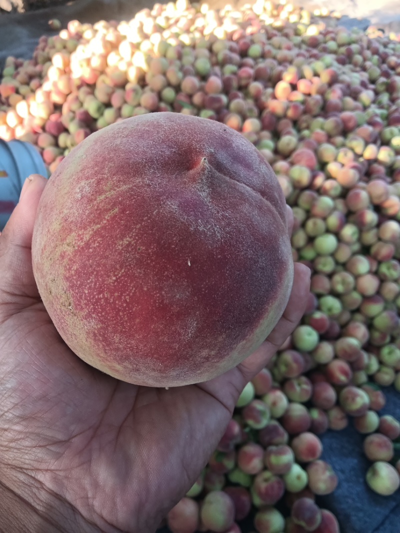 青州蜜，蜜桃，秋彤桃全红蜜大量上市，对接电商市场超市