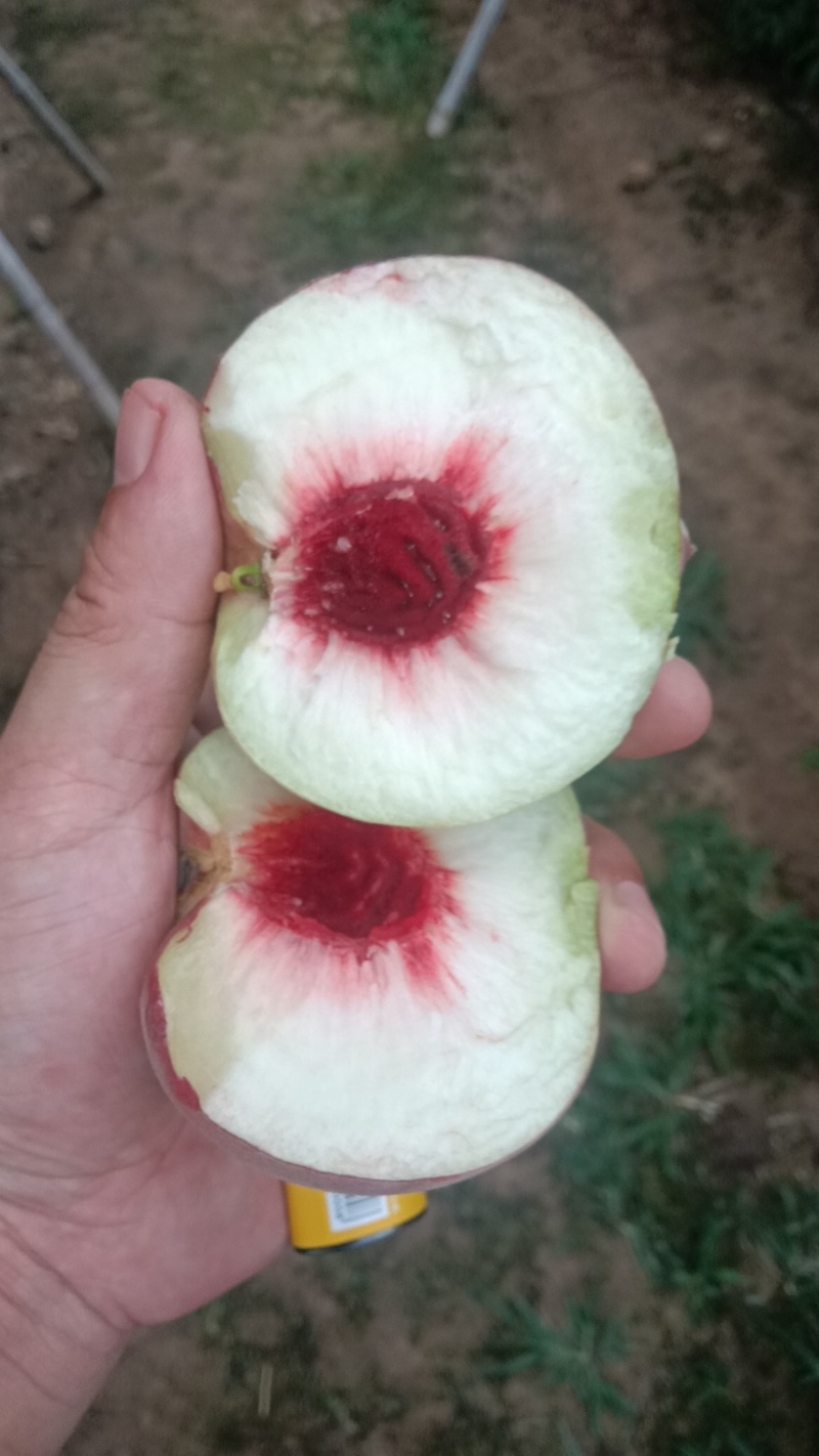 青州蜜，蜜桃，秋彤桃全红蜜大量上市，对接电商市场超市