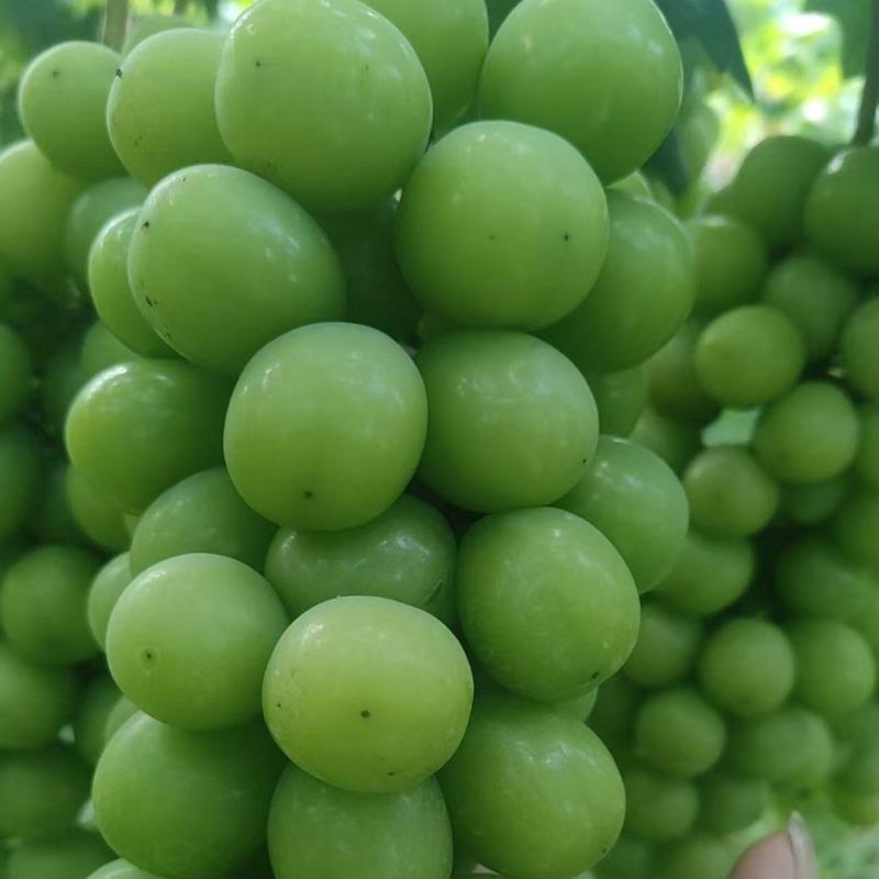 西昌阳光玫瑰，大量出货中，底糖15，8克起