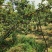 新梨七号已经成熟，欢迎客商前来采购！