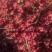出售花椒