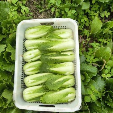 龙牙白菜小白菜现摘现发按要求分拣大小打包可以箱子框子加冰