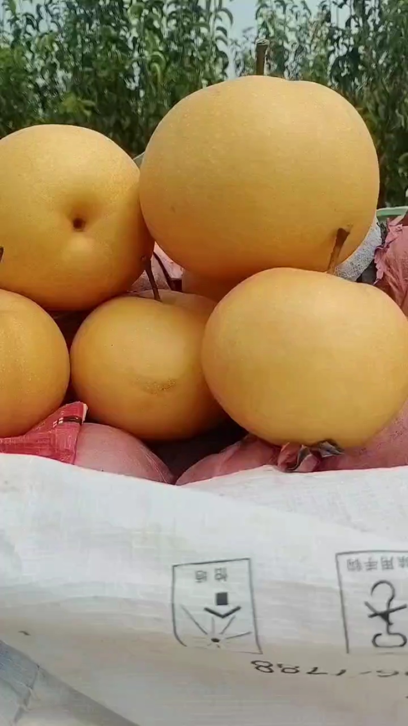 园黄梨