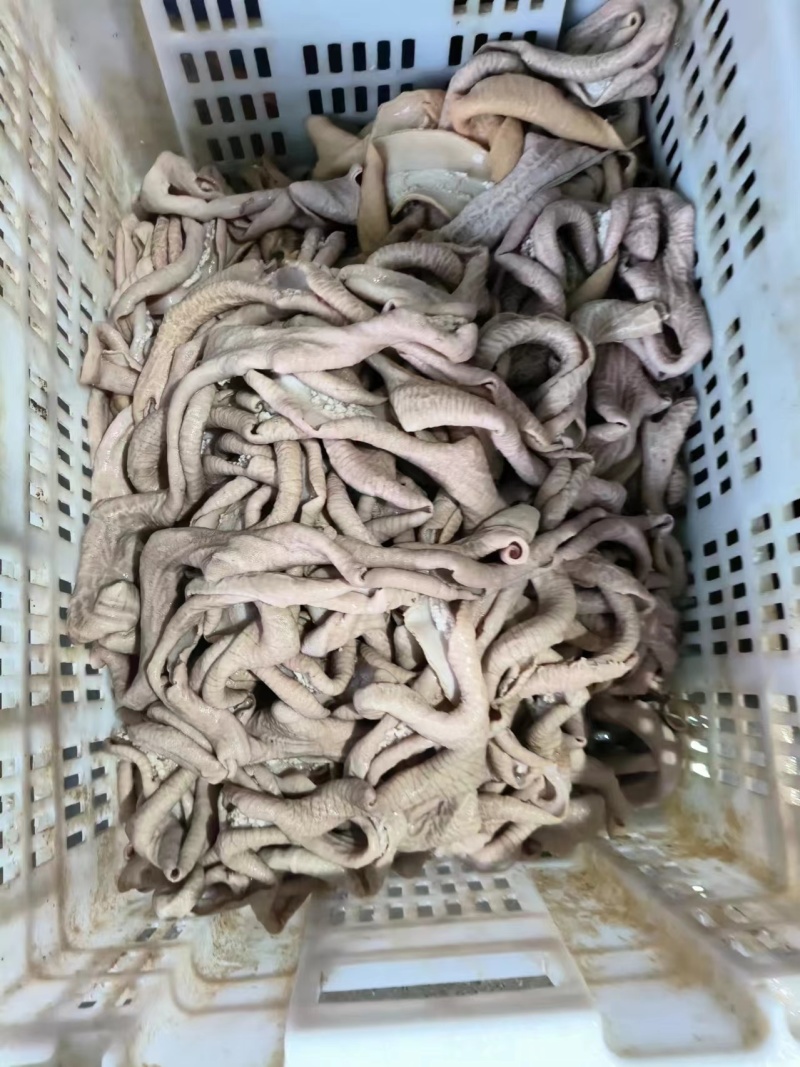 牛小肠