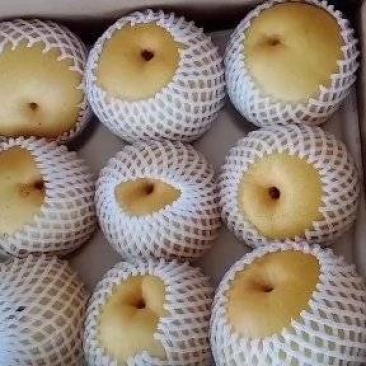 园黄梨