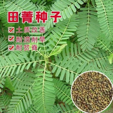 田箐厂家批发绿肥种子