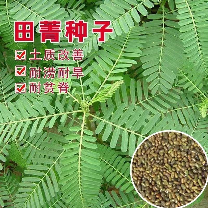 田箐厂家批发绿肥种子