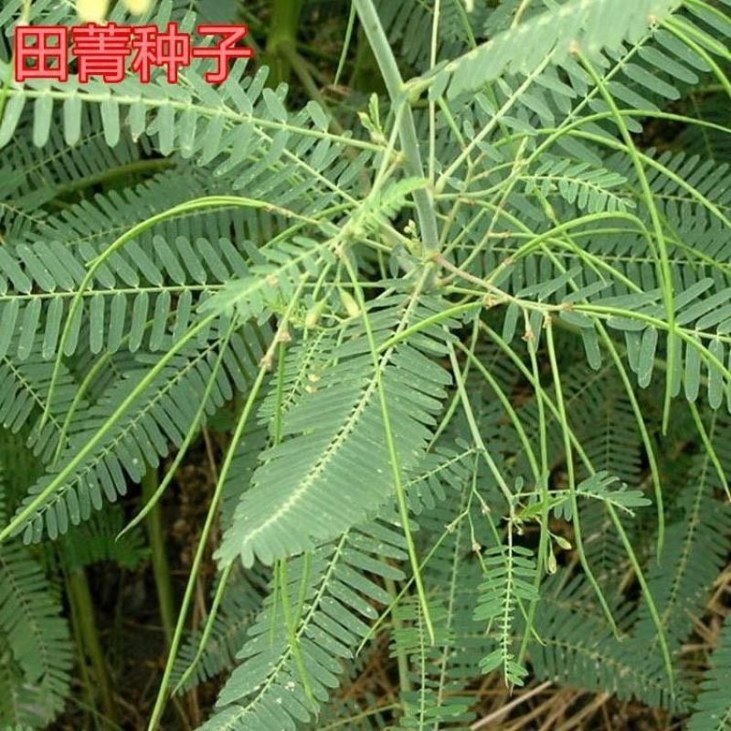 田箐厂家批发绿肥种子