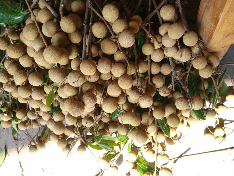 重庆本地新鲜桂圆