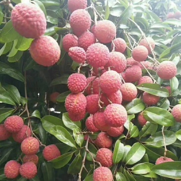 重庆荔枝大红袍