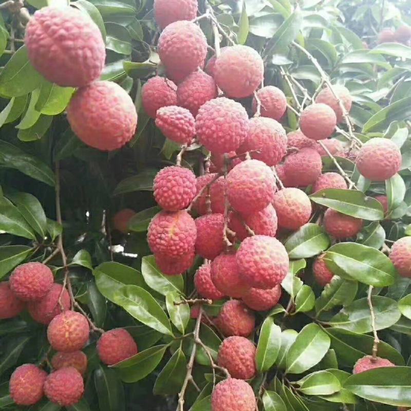 重庆荔枝大红袍