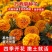 万寿菊种子四季易养活厂家直销耐旱耐热