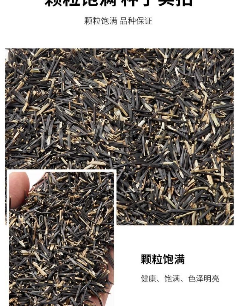 万寿菊种子四季易养活厂家直销耐旱耐热