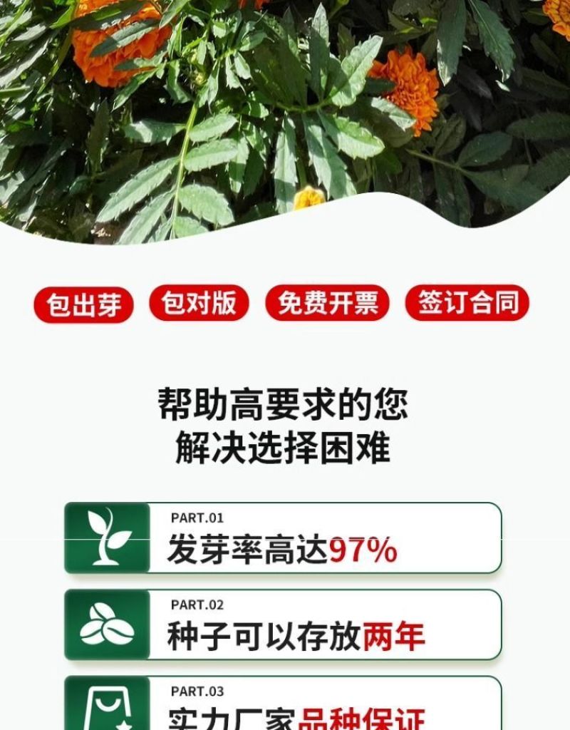 万寿菊种子四季易养活厂家直销耐旱耐热