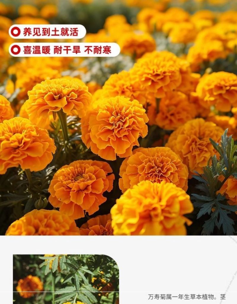万寿菊种子四季易养活厂家直销耐旱耐热