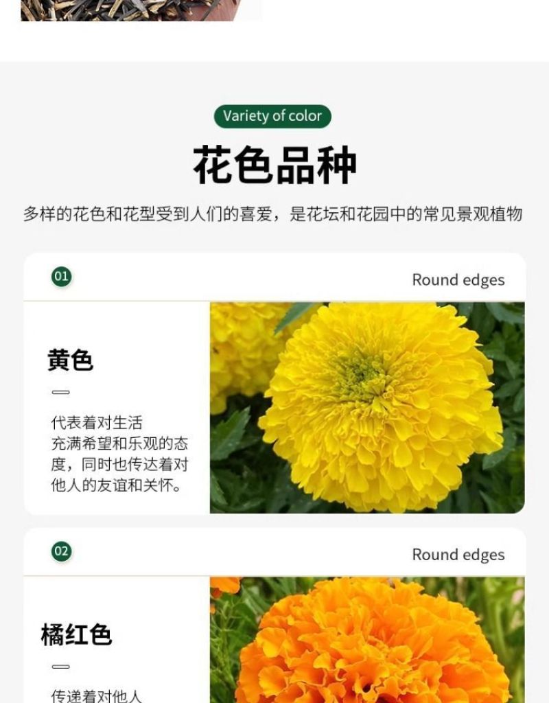 万寿菊种子四季易养活厂家直销耐旱耐热