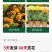 万寿菊种子四季易养活厂家直销耐旱耐热