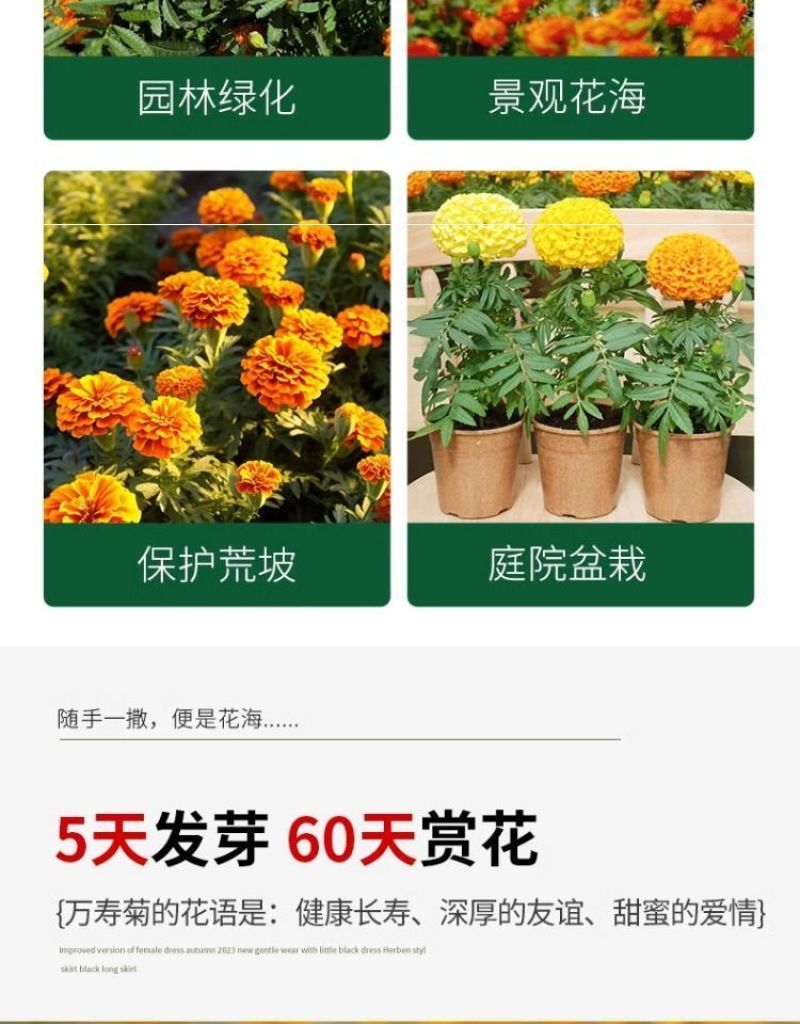 万寿菊种子四季易养活厂家直销耐旱耐热