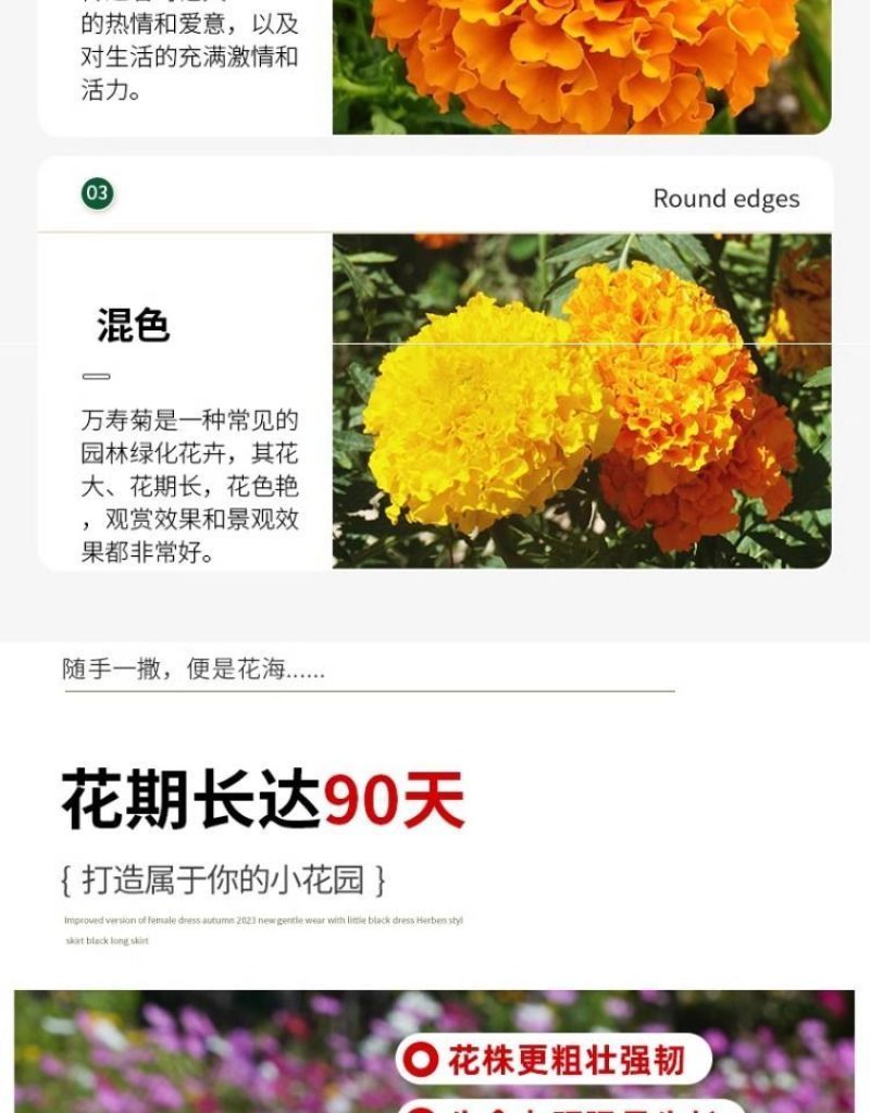 万寿菊种子四季易养活厂家直销耐旱耐热