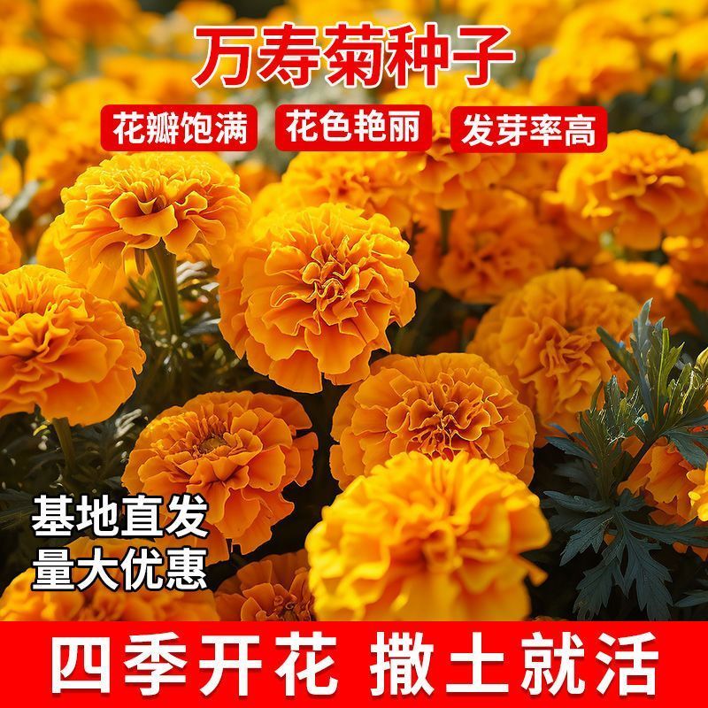 万寿菊种子四季易养活厂家直销耐旱耐热