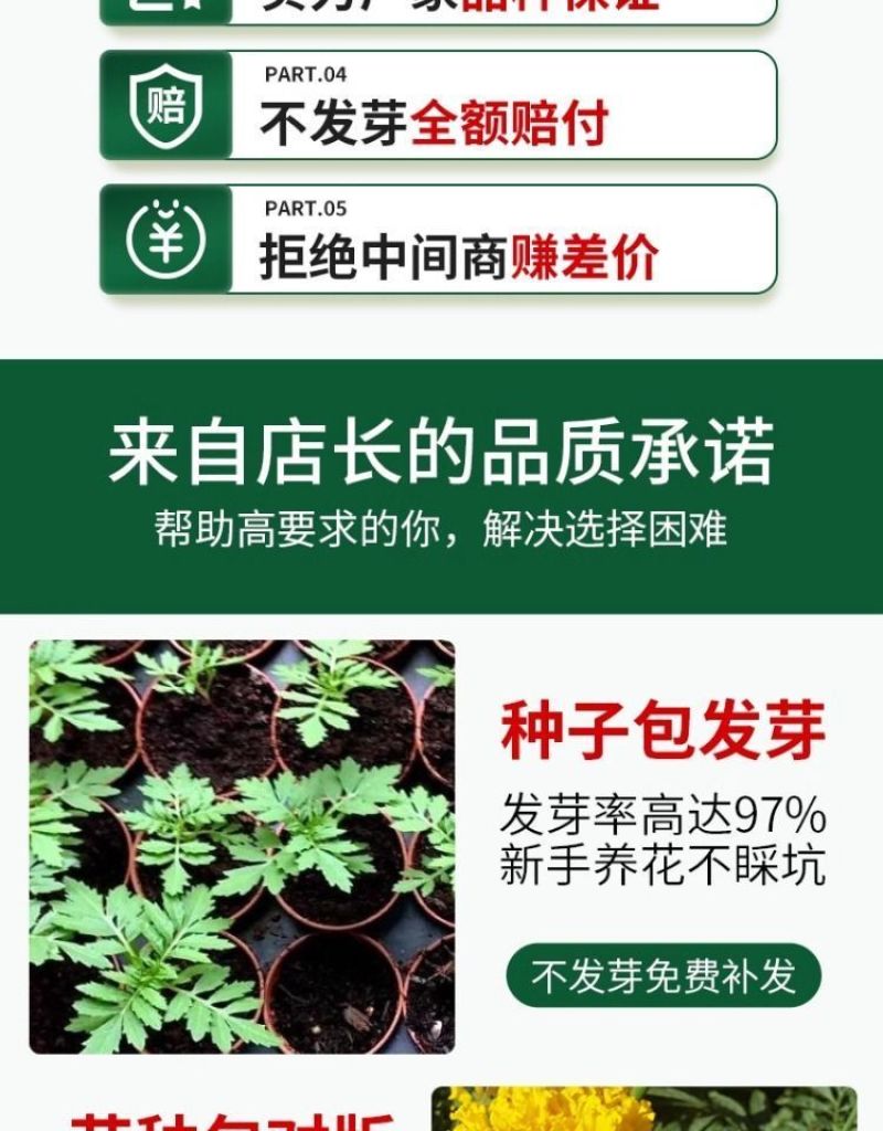 万寿菊种子四季易养活厂家直销耐旱耐热