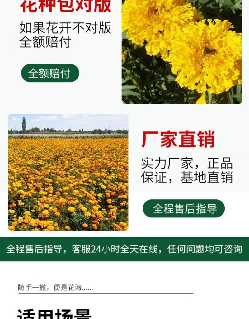 万寿菊种子四季易养活厂家直销耐旱耐热