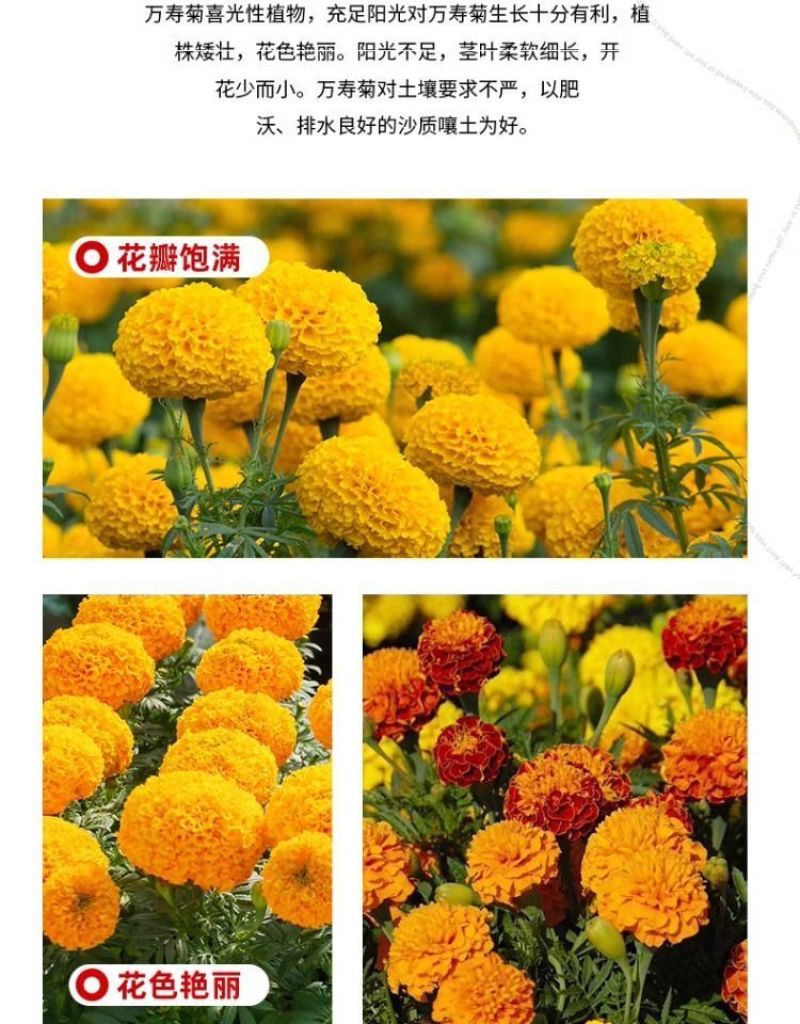 万寿菊种子四季易养活厂家直销耐旱耐热