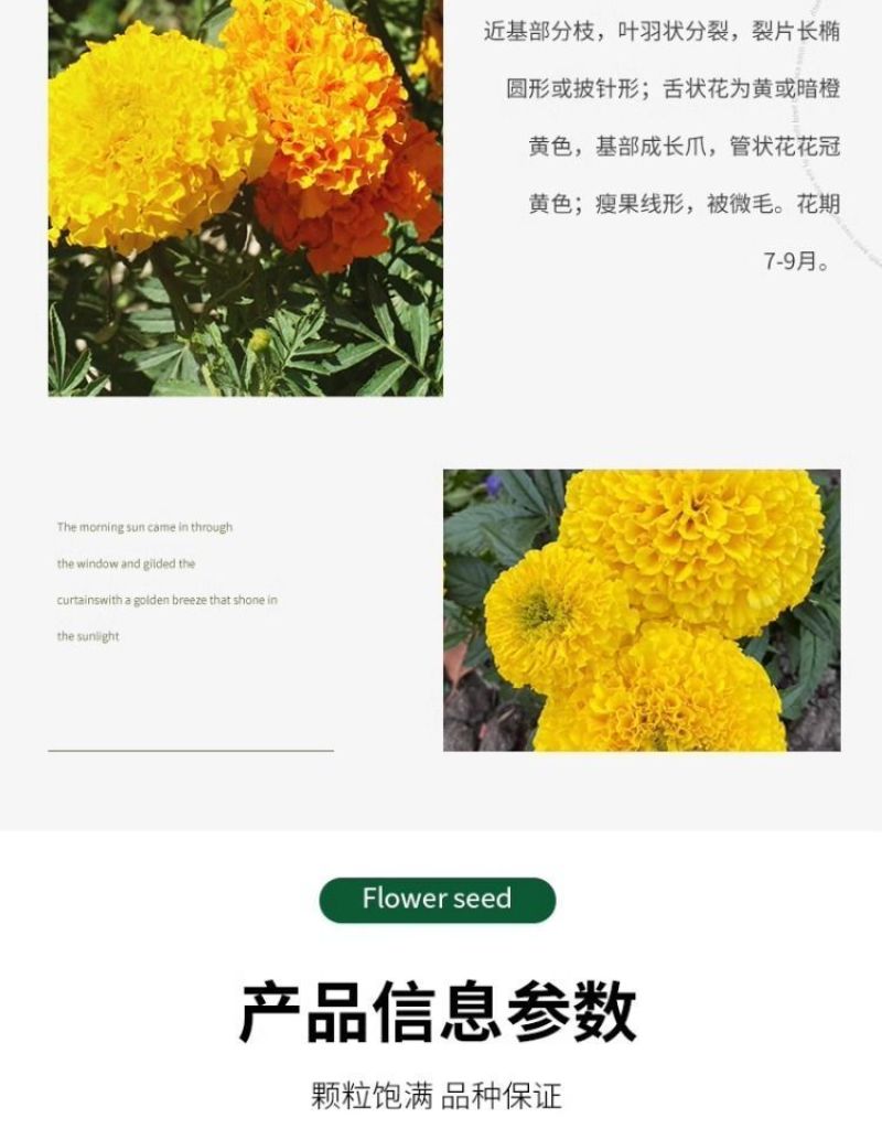 万寿菊种子四季易养活厂家直销耐旱耐热