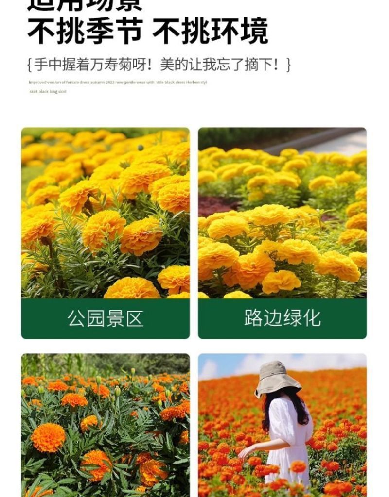 万寿菊种子四季易养活厂家直销耐旱耐热