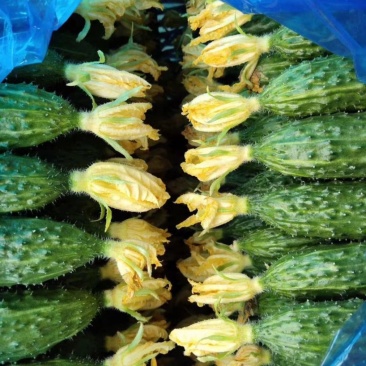中国蔬菜**县莘县产区黄瓜大量上市.