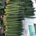 中国蔬菜**县莘县产区黄瓜大量上市.