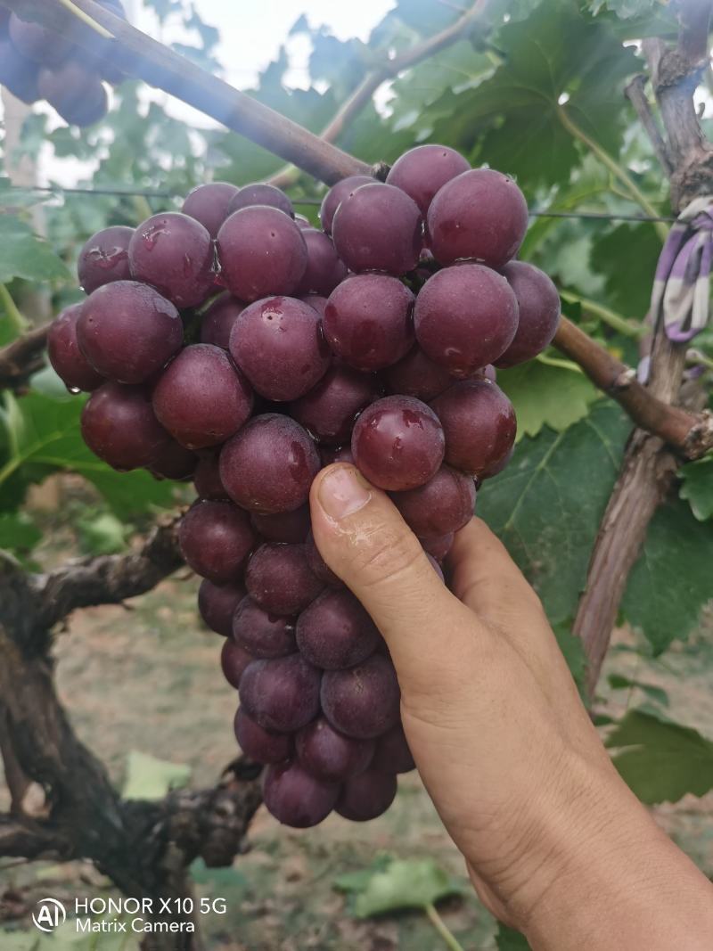 葡萄夏黑葡萄无籽多汁酸甜可口现摘现发一手货源