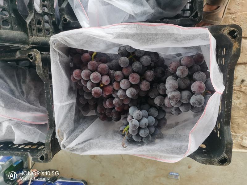 葡萄夏黑葡萄无籽多汁酸甜可口现摘现发一手货源