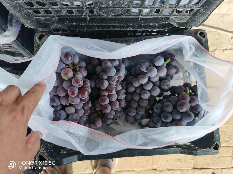 葡萄夏黑葡萄无籽多汁酸甜可口现摘现发一手货源