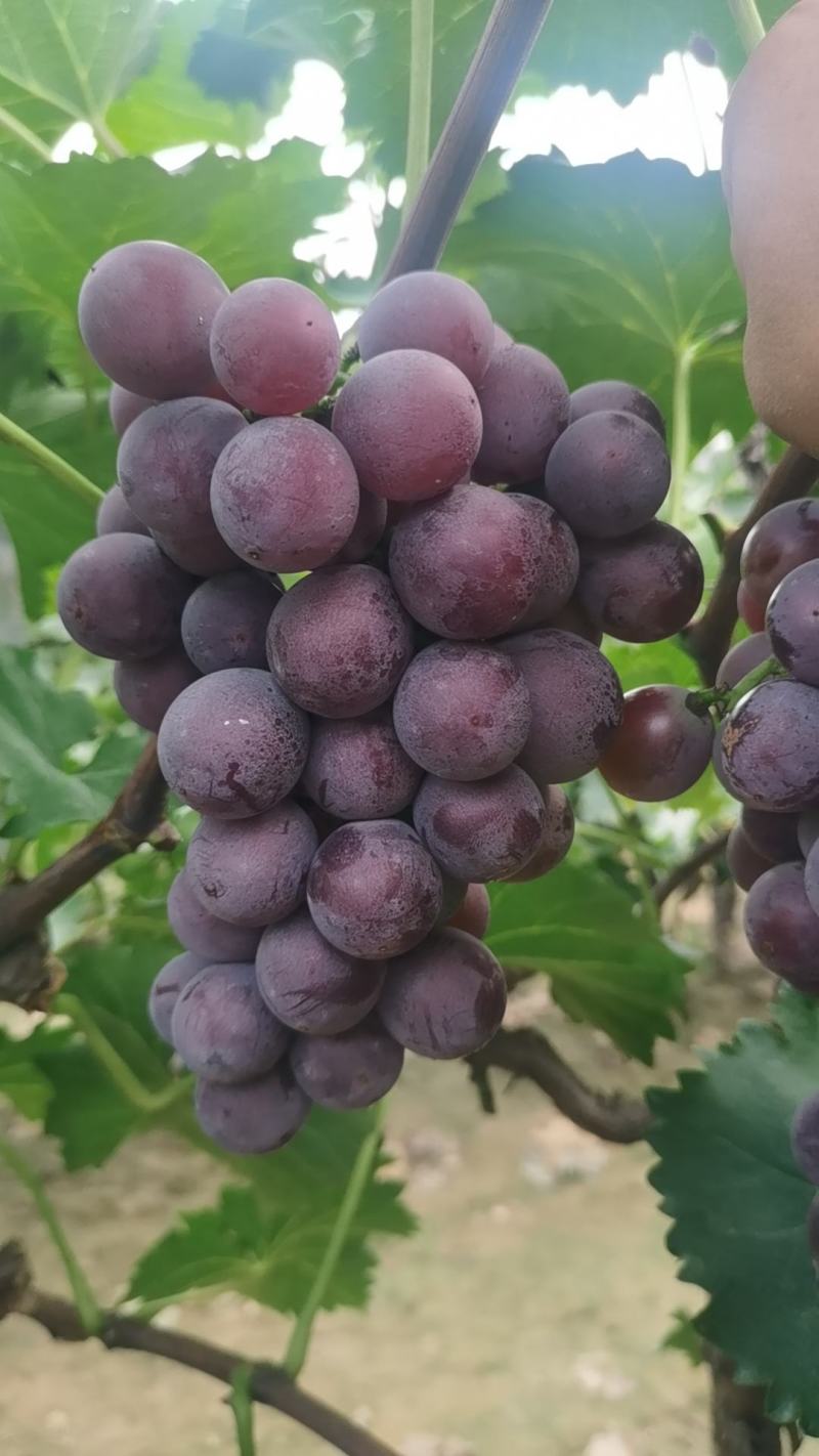 葡萄夏黑葡萄无籽多汁酸甜可口现摘现发一手货源