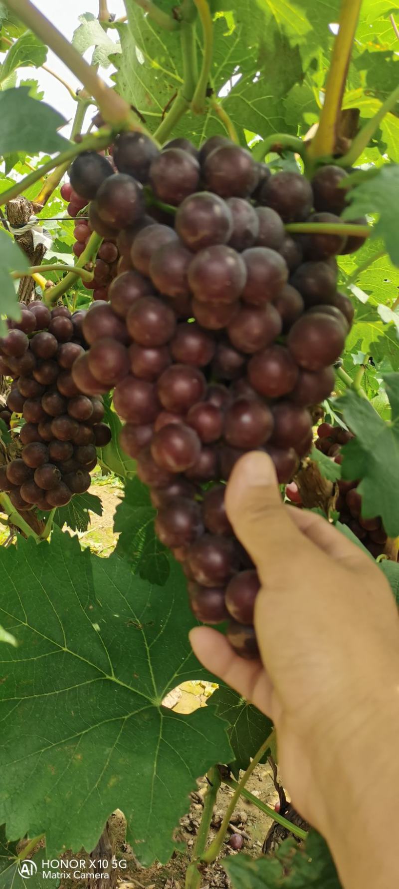 葡萄夏黑葡萄无籽多汁酸甜可口现摘现发一手货源