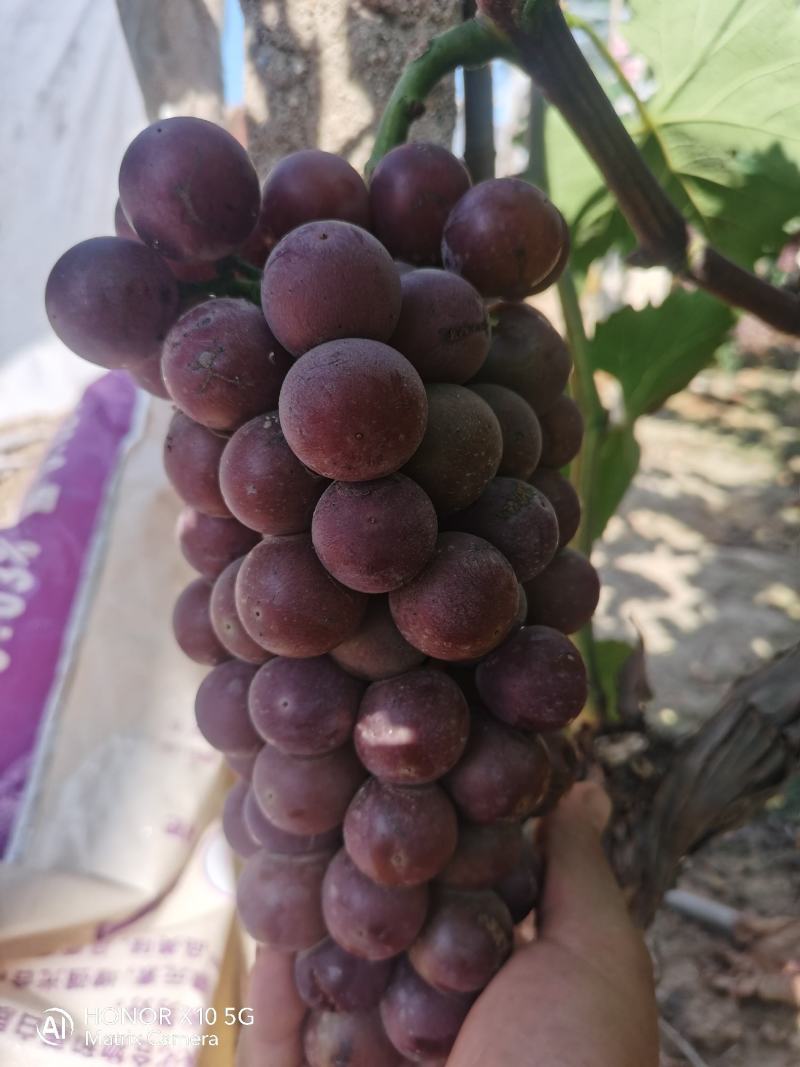 葡萄夏黑葡萄无籽多汁酸甜可口现摘现发一手货源