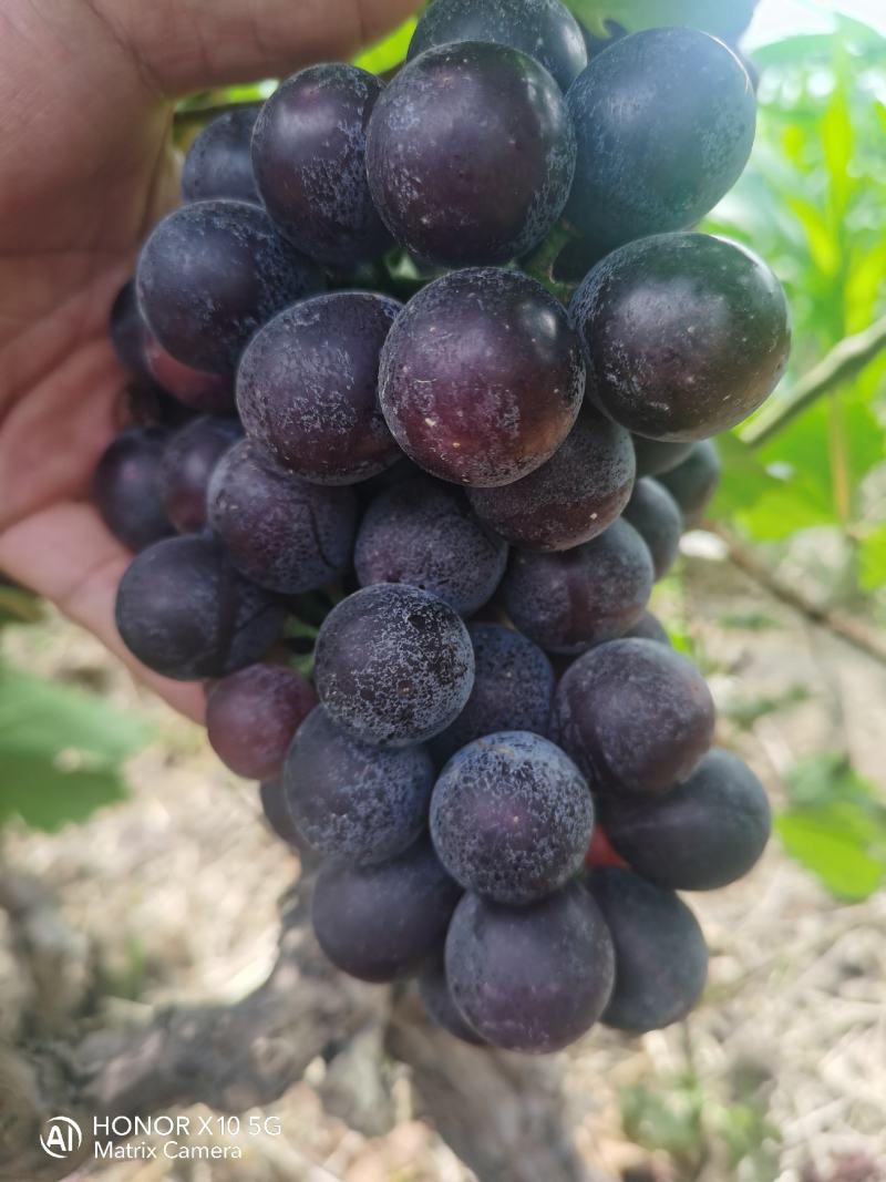 葡萄夏黑葡萄无籽多汁酸甜可口现摘现发一手货源