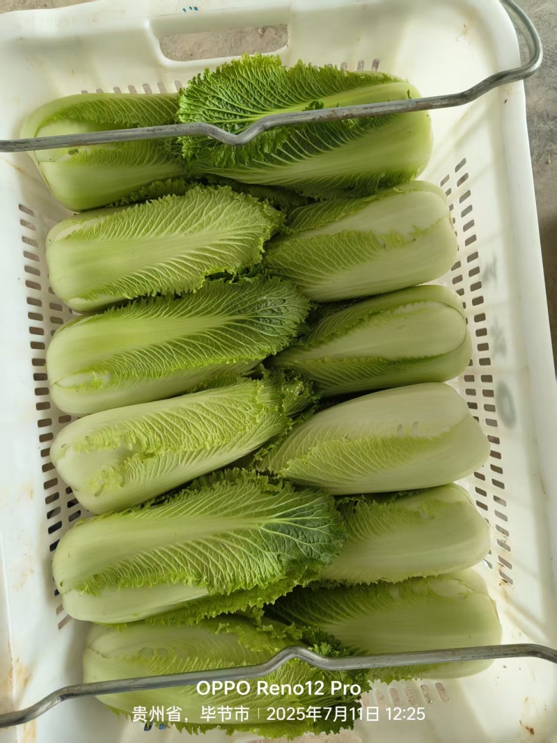 小白菜龙牙白菜龙芽白菜自家基地一手价格接餐饮酒店饭店食堂