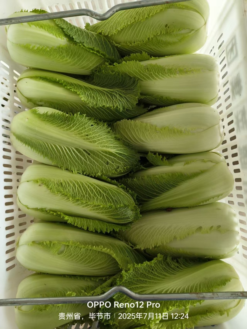 小白菜龙牙白菜龙芽白菜自家基地一手价格接餐饮酒店饭店食堂