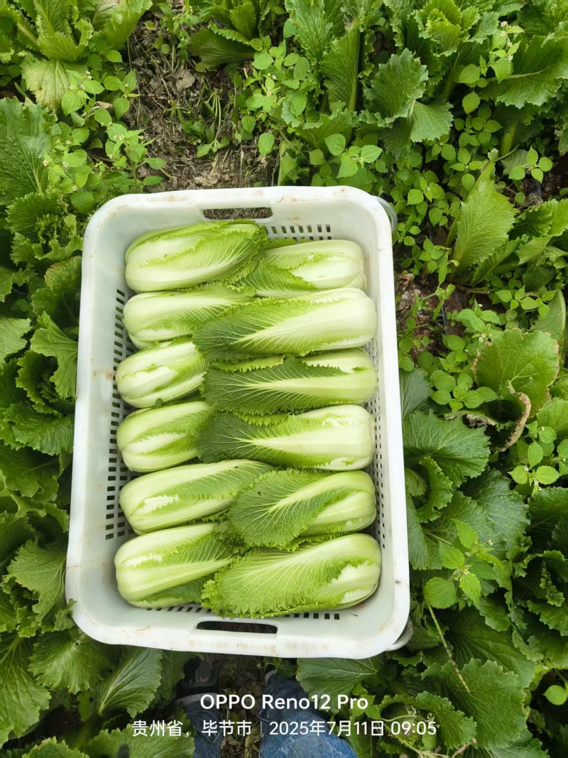 小白菜龙牙白菜龙芽白菜自家基地一手价格接餐饮酒店饭店食堂