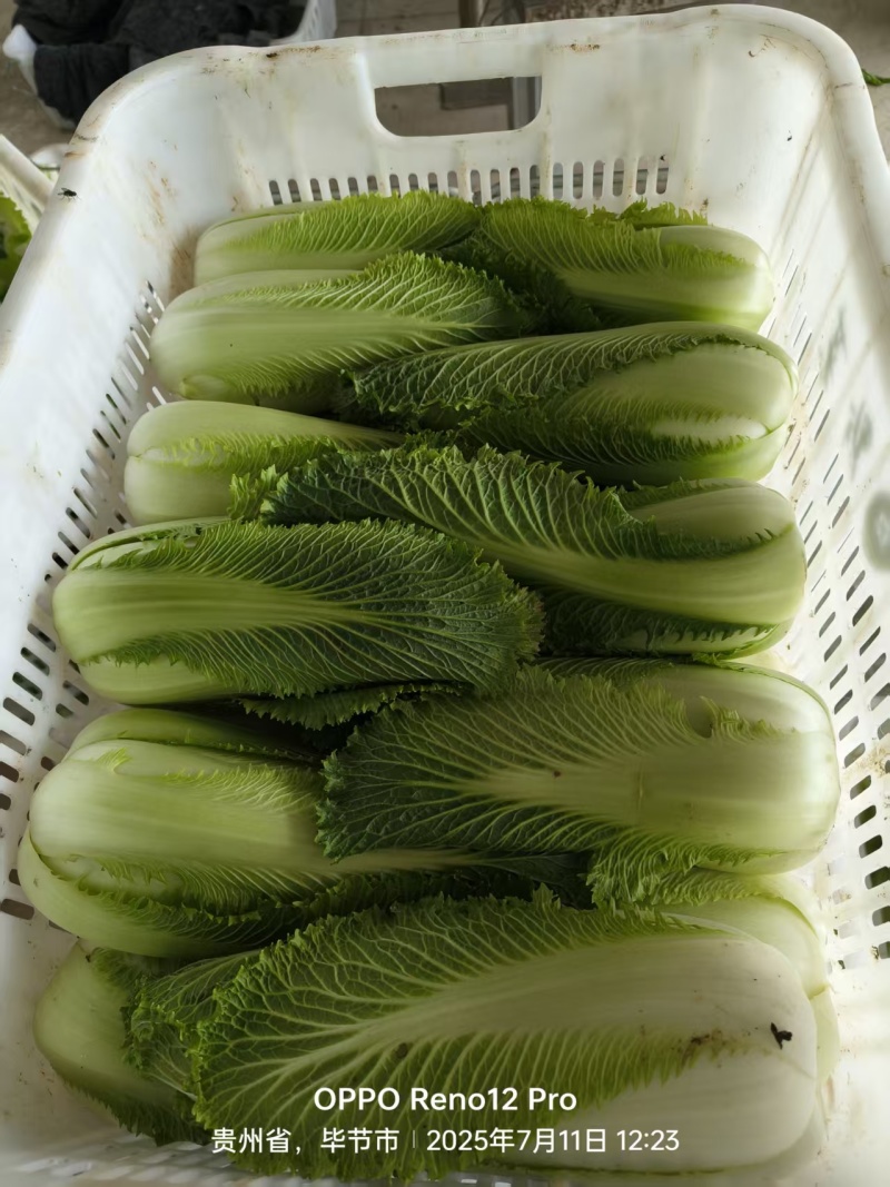 小白菜龙牙白菜龙芽白菜自家基地一手价格接餐饮酒店饭店食堂
